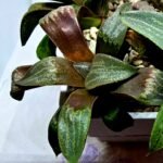 Haworthia Seedling MS445 Kohaku Hybrid x Comptoniana Reverse Varieg - 4
