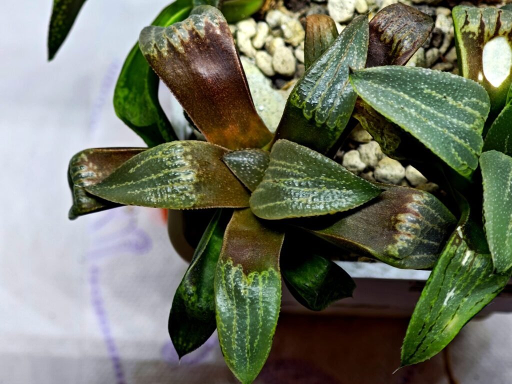 Home 3 Haworthia Seedling MS445 Kohaku Hybrid x Comptoniana Reverse Varieg - 5