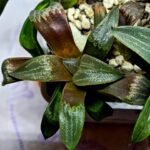 Haworthia Seedling MS445 Kohaku Hybrid x Comptoniana Reverse Varieg - 5