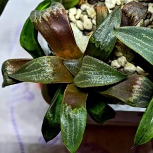 Haworthia Seedling MS445 Kohaku Hybrid x Comptoniana Reverse Varieg - 5