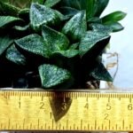 Haworthia Seedling MS443 Fuji Picta x Senjo Kan - 1