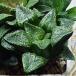 Haworthia Seedling MS443 Fuji Picta x Senjo Kan - 2