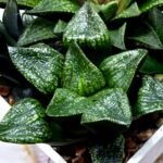 Haworthia Seedling MS443 Fuji Picta x Senjo Kan - 3