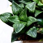 Haworthia Seedling MS443 Fuji Picta x Senjo Kan - 4