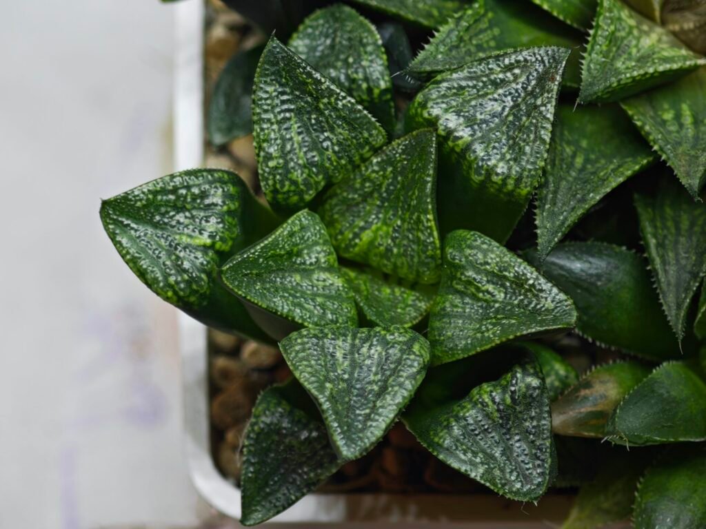 Home 6 Haworthia Seedling MS443 Fuji Picta x Senjo Kan - 5