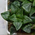 Haworthia Seedling MS443 Fuji Picta x Senjo Kan - 5