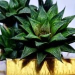 Haworthia Seedling MS441 Fuji Picta x Senjo Kan - 1