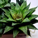 Haworthia Seedling MS441 Fuji Picta x Senjo Kan - 2