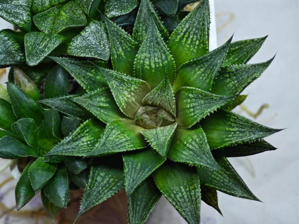 Home 5 Haworthia Seedling MS441 Fuji Picta x Senjo Kan - 3