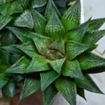 Haworthia Seedling MS441 Fuji Picta x Senjo Kan - 3