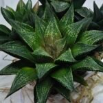 Haworthia Seedling MS441 Fuji Picta x Senjo Kan - 4