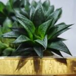 Haworthia Seedling MS436 Circus Variegated - 1