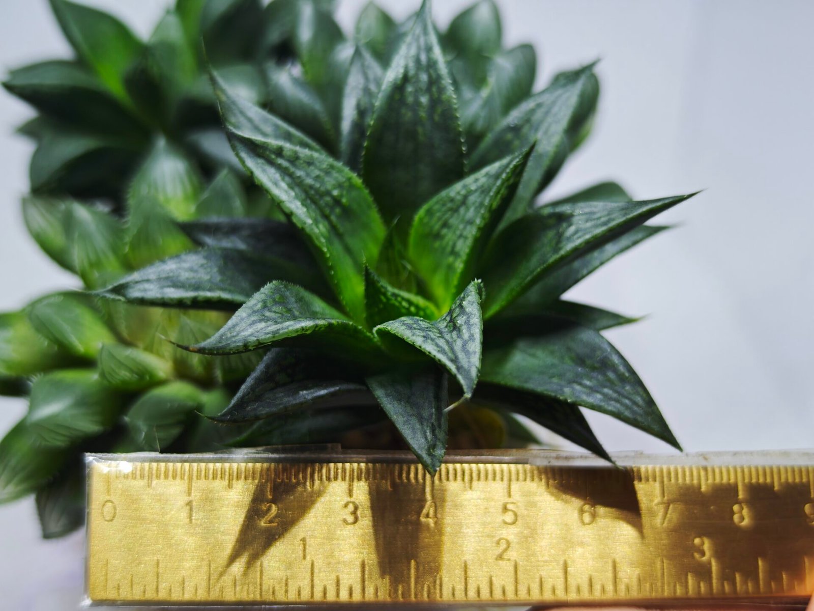 Haworthia Seedling MS436 Circus Variegated - 1