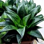 Haworthia Seedling MS436 Circus Variegated - 2