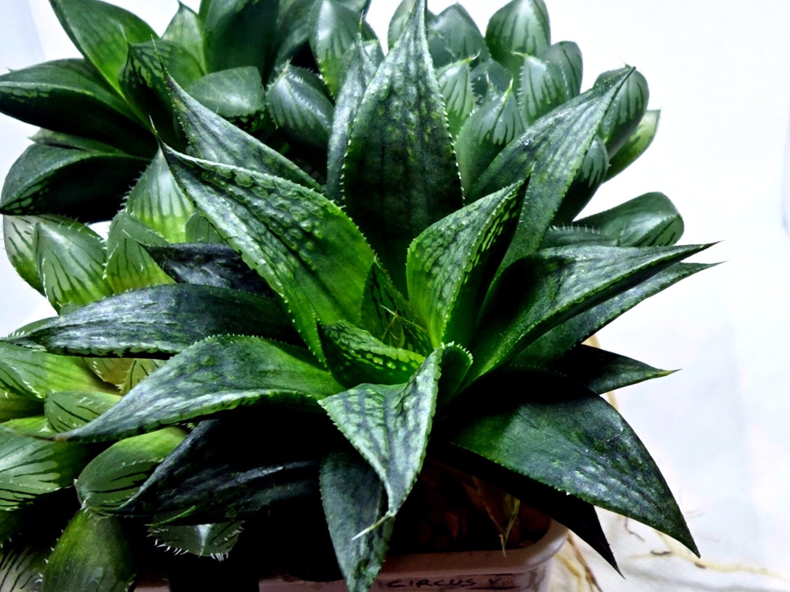 Haworthia Seedling MS436 Circus Variegated - 2