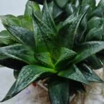 Haworthia Seedling MS436 Circus Variegated - 3