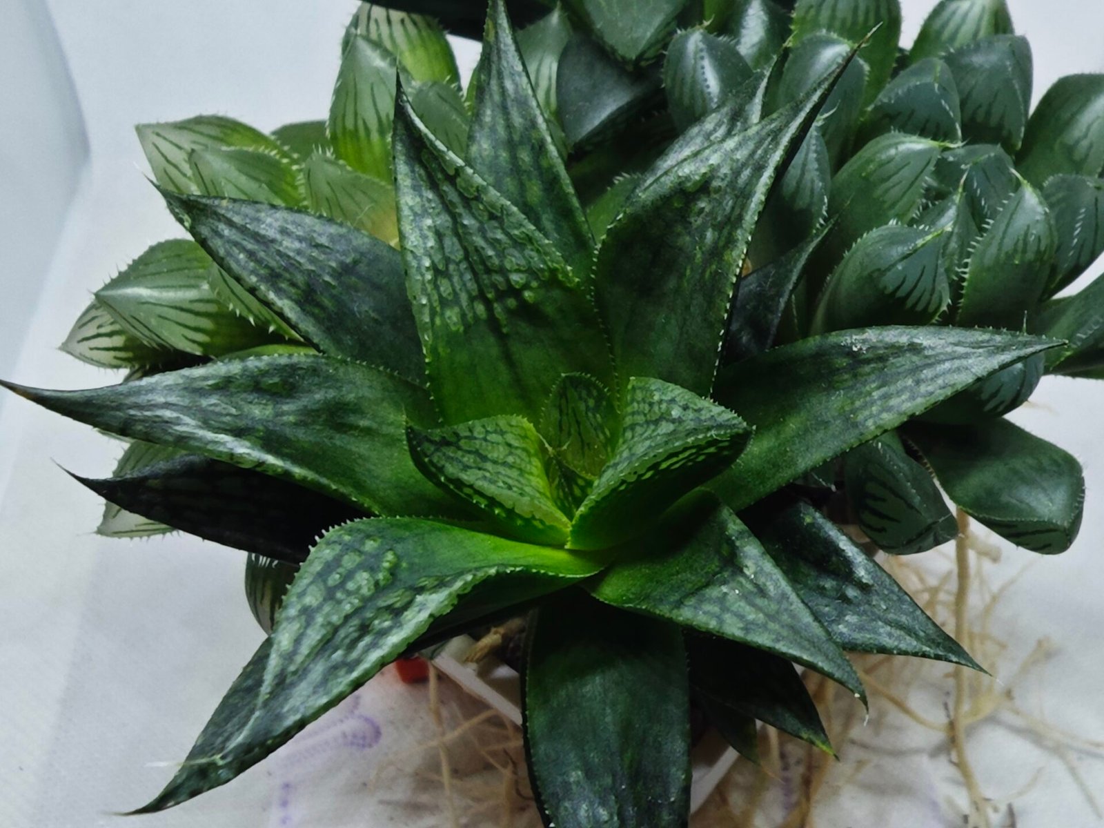 Haworthia Seedling MS436 Circus Variegated - 3