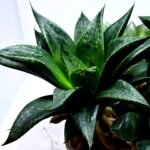 Haworthia Seedling MS436 Circus Variegated - 4