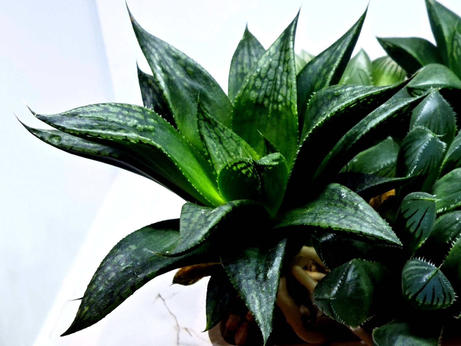 Haworthia Seedling MS436 Circus Variegated - 4