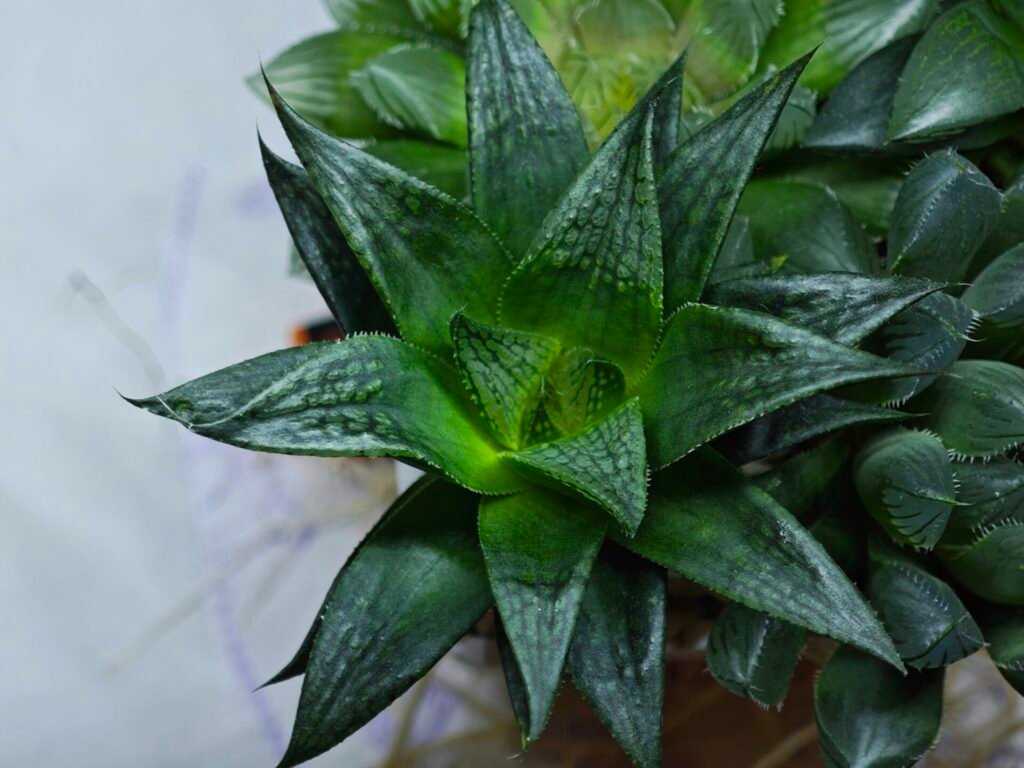 Home 2 Haworthia Seedling MS436 Circus Variegated - 5