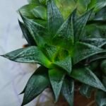 Haworthia Seedling MS436 Circus Variegated - 5