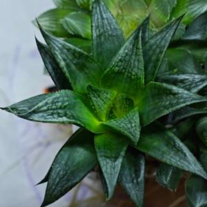 Haworthia Seedling MS436 Circus Variegated - 5