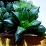 Haworthia Seedling MS438 Circus Variegated - 1