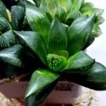 Haworthia Seedling MS438 Circus Variegated - 2