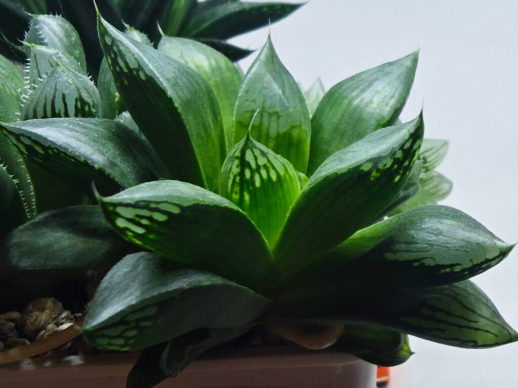 Home 1 Haworthia Seedling MS438 Circus Variegated - 3