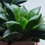 Haworthia Seedling MS438 Circus Variegated - 3