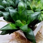 Haworthia Seedling MS438 Circus Variegated - 4