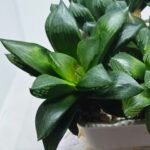 Haworthia Seedling MS438 Circus Variegated - 5