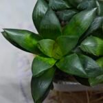 Haworthia Seedling MS438 Circus Variegated - 6