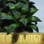Haworthia Seedling MS433 Syoki x Black Devil - 5