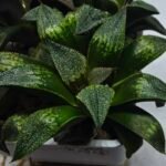 Haworthia Seedling MS433 Syoki x Black Devil - 1