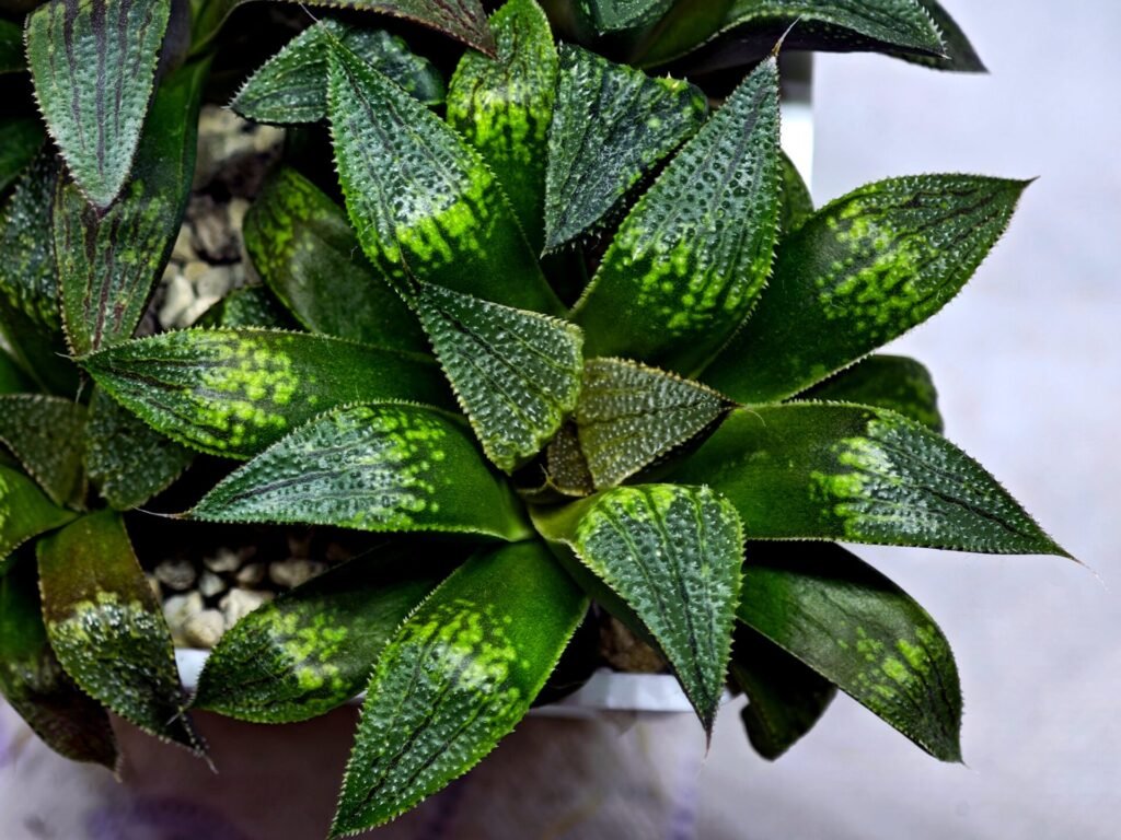 Haworthia Seedling MS433 Syoki x Black Devil - 2