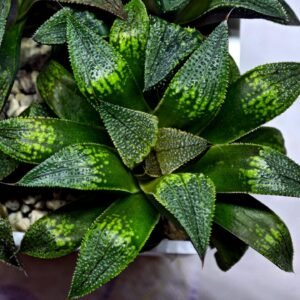 Haworthia Seedling MS433 Syoki x Black Devil - 2