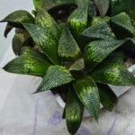 Haworthia Seedling MS433 Syoki x Black Devil - 3