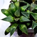 Haworthia Seedling MS433 Syoki x Black Devil - 4