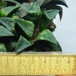 Haworthia Seedling MS435 Syoki x Black Devil - 5