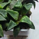 Haworthia Seedling MS435 Syoki x Black Devil - 1