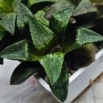 Haworthia Seedling MS435 Syoki x Black Devil - 2