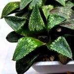 Haworthia Seedling MS435 Syoki x Black Devil - 3