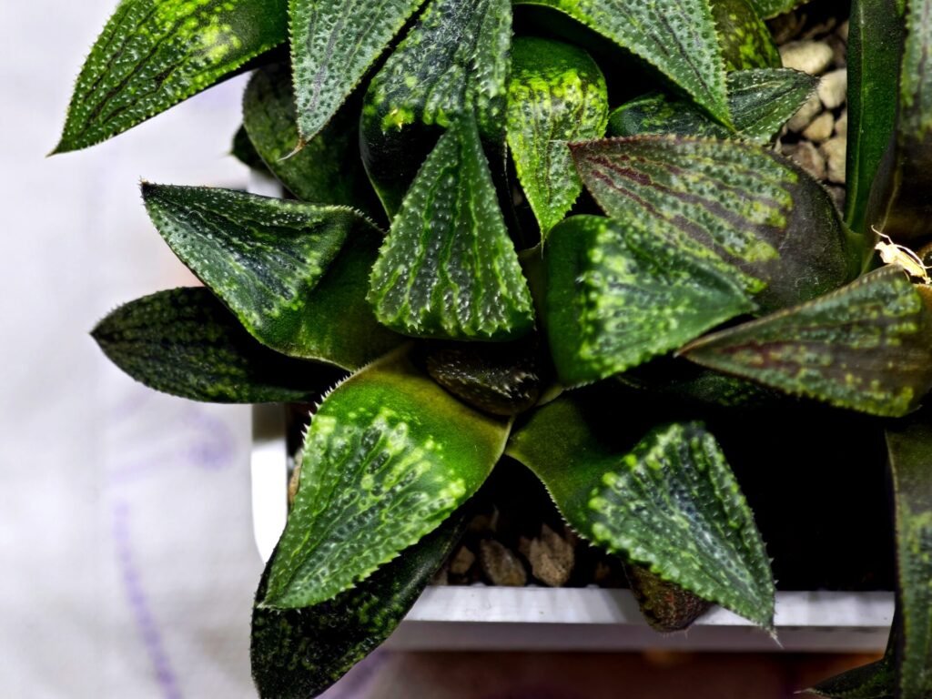 Home 8 Haworthia Seedling MS435 Syoki x Black Devil - 4