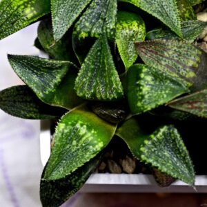 Haworthia Seedling MS435 Syoki x Black Devil - 4