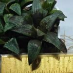 Haworthia Seedling MS434 Syoki x Black Devil - 1
