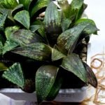 Haworthia Seedling MS434 Syoki x Black Devil - 2