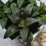 Haworthia Seedling MS434 Syoki x Black Devil - 3