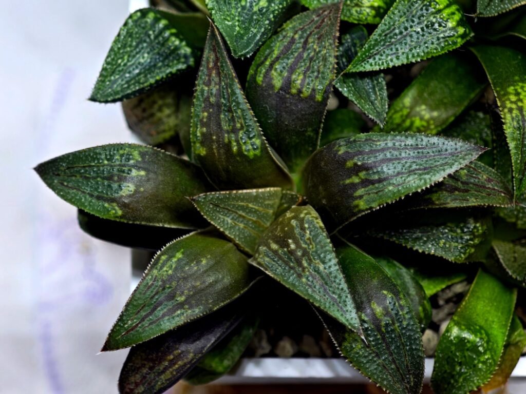 Haworthia Seedling MS434 Syoki x Black Devil - 4