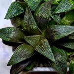 Haworthia Seedling MS434 Syoki x Black Devil - 4